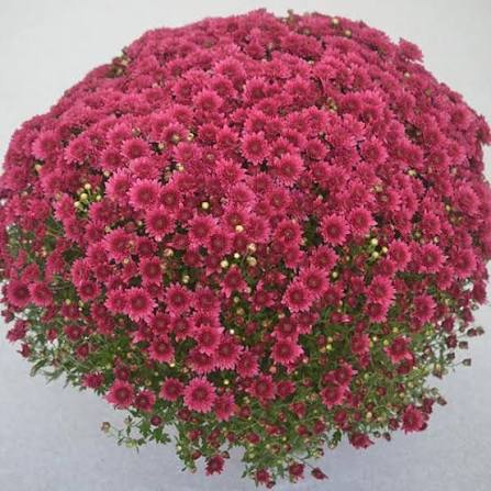 Mum Wicked Purple 9"