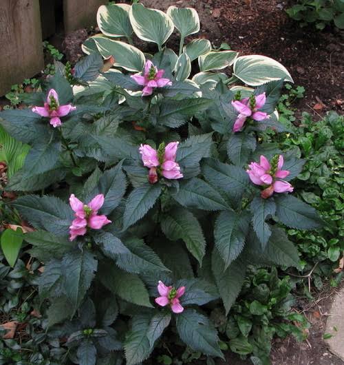 Turtlehead Chelone &