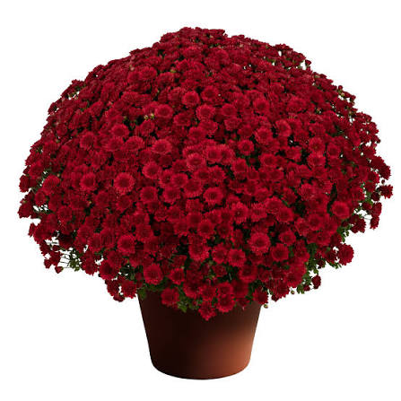 Mum Danielle Red 9"