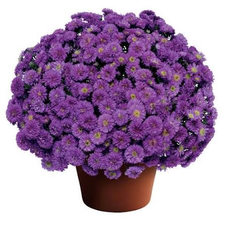 Aster Henry III Purple 9"