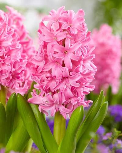 Hyacinth Pink Pearl Bulbs