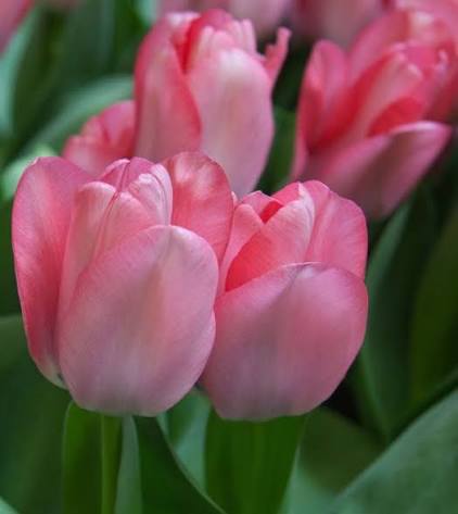 Tulip Sweet Sixteen Bulbs