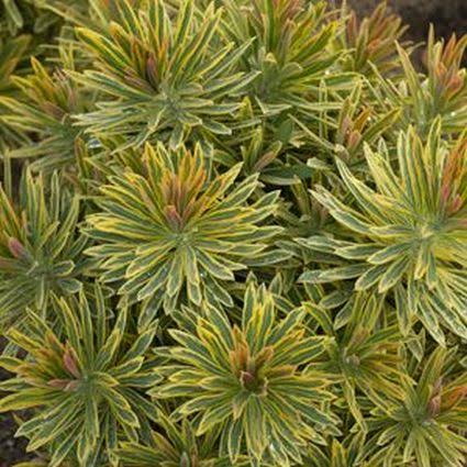 Euphorbia &