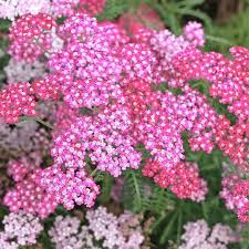 Yarrow, Achillea &