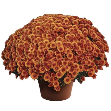 Mum Beverly Bronze 9"
