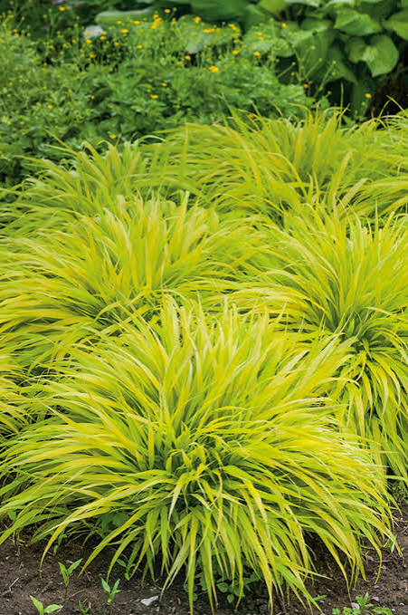 Hakonechloa macra &
