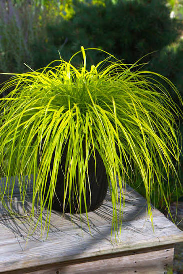 Grass Carex oshimensis &