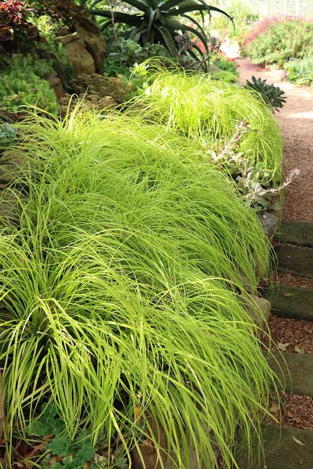 Grass Carex oshimensis &
