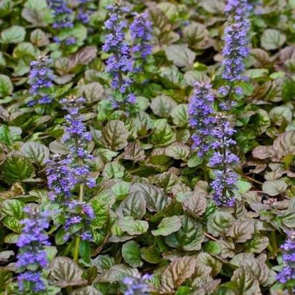 Ajuga Bronze Beauty 6pk