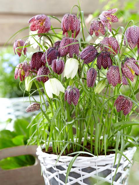 Checkered Lily Meleagris Bulbs