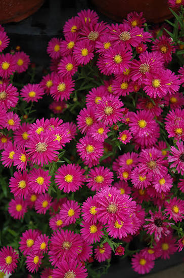 Hazy Dark Pink Aster 