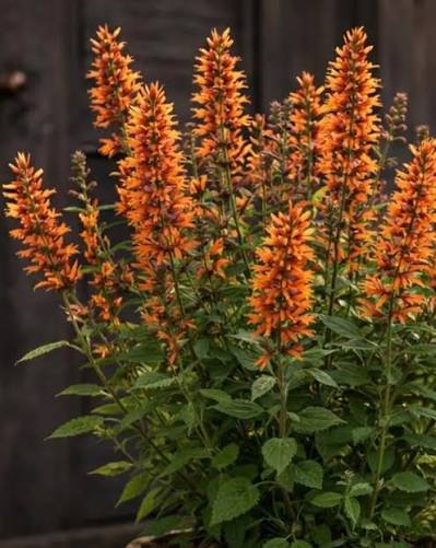 Agastache Honeysticks Ember 1 gal