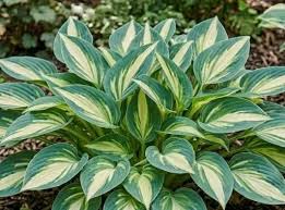 Lakeside Scamp Hosta qt