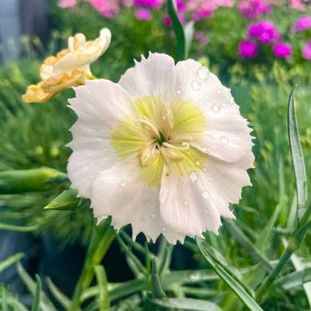 Dianthus Key Lime qt