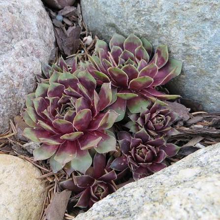 Hens And Chicks &