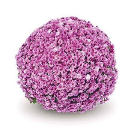 Mums Pomona Violet 9"