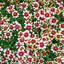 Coreopsis Red Hot Vanilla 1 gal