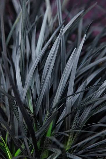 Black Beard Mondo grass 1 gal