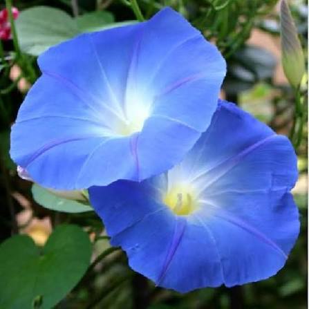 Morning Glory Vine 1 gallon