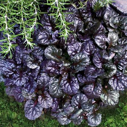 Ajuga Black Scallop 6pk