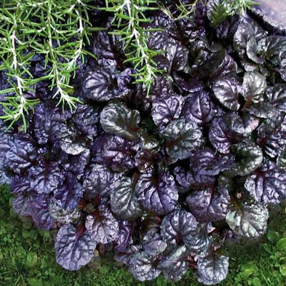 Ajuga Black Scallop 6pk
