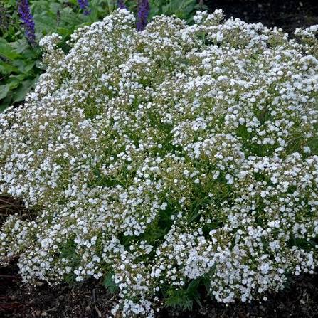 Gypsophila Festival Star Baby&