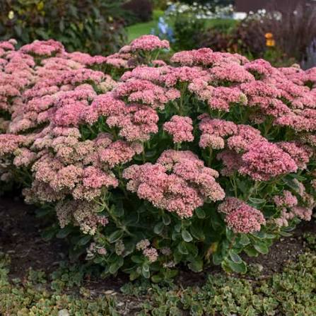 Sedum Autumn Joy 1 gal