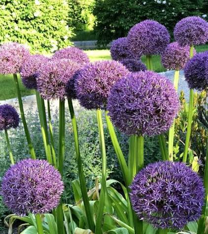 Allium Pinball Wizard Bulb