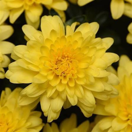 Mum Sunny Day Yellow 9"