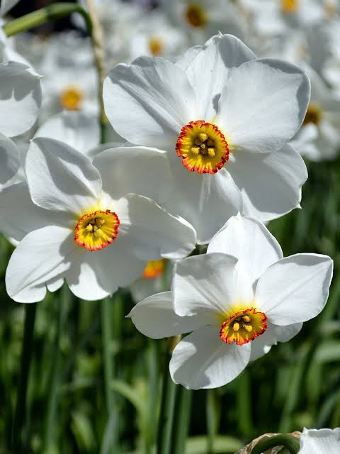 Narcissus Pheasant Eye Daffodil Bulbs