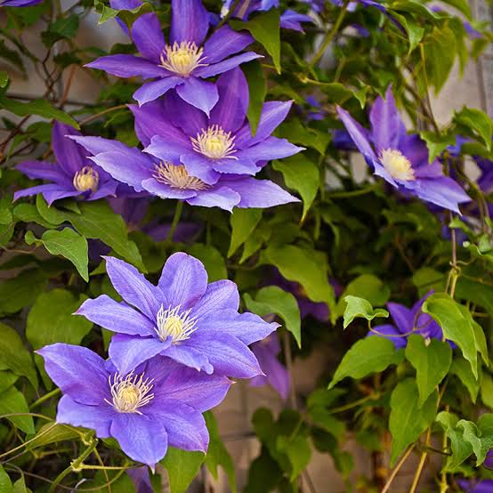Clematis Jackmanii 1 gal