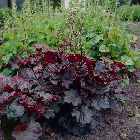 Heuchera Palace Purple 1 gal