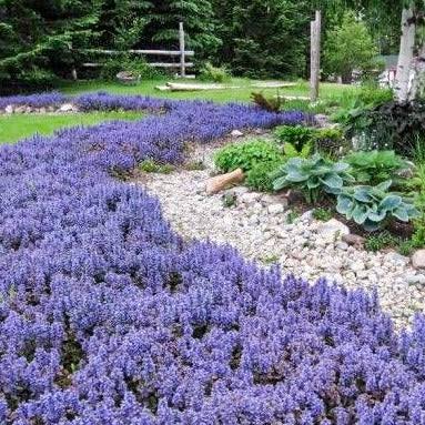 Ajuga Chocolate Chip 6pk