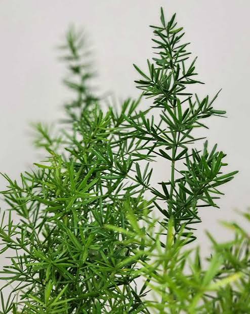 Sprengeri Fern Filler plant 6 pack