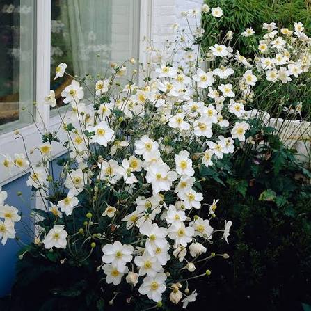 Anemone Honorine Jobert 1 GAL