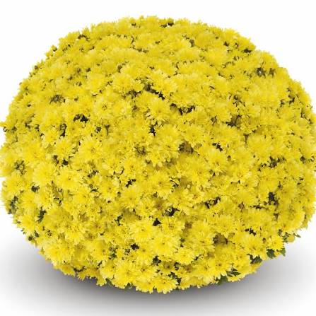 Mum Arluno Yellow 9"