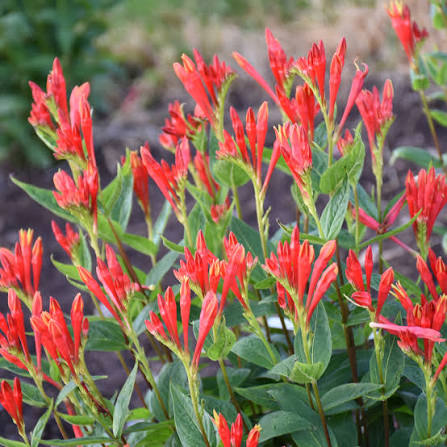 Spigelia Orange Slice 1 gal