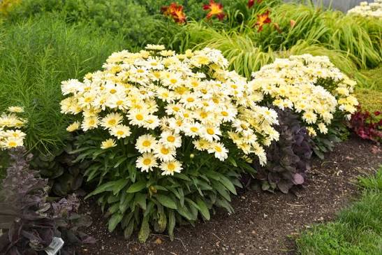 Shasta Daisy Amazing Daisies® &