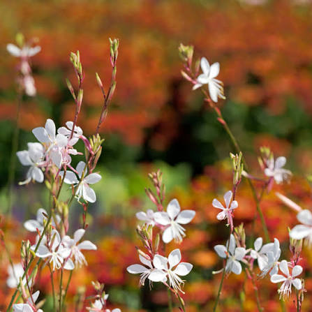 4" Guara Beeblossom