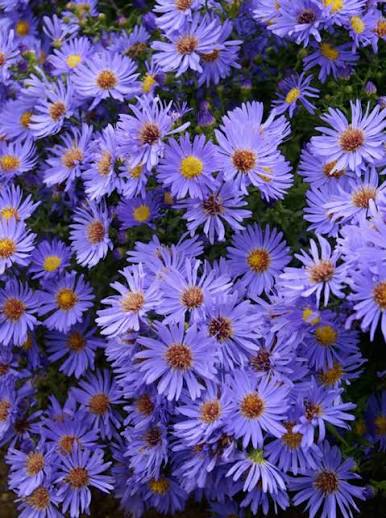 Aster Woods Blue 1 qt