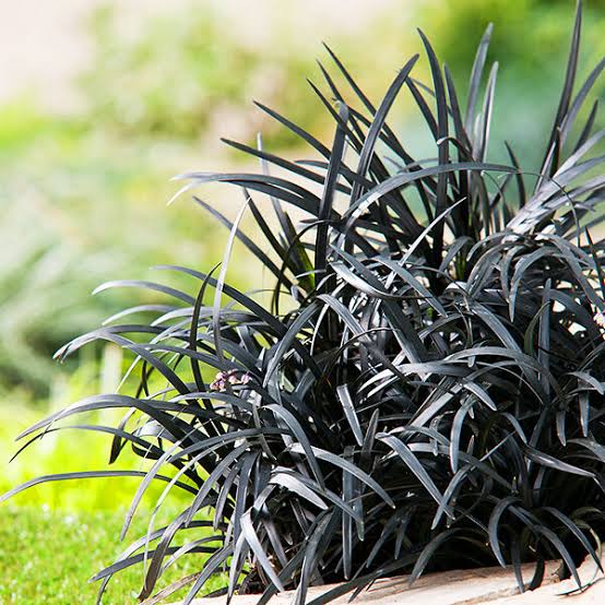 Black Beard Mondo grass 1 gal