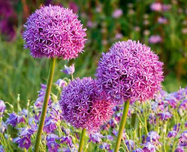 Allium Giganteum Bulb