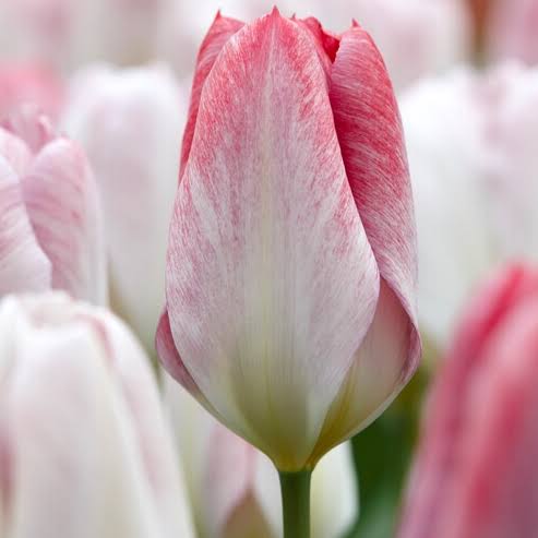 Tulip Flaming Emperor Bulbs