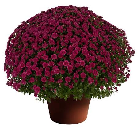Mum Danielle Purple 9"