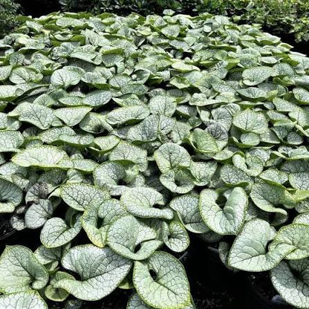 Brunnera Sea Heart 1 gal