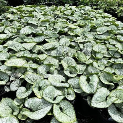 Brunnera Sea Heart 1 gal
