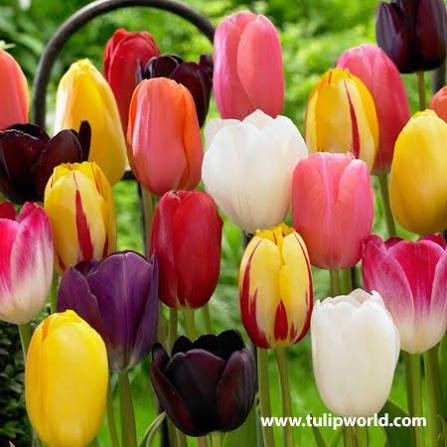 Tulip  Mixed Single Late Bulbs