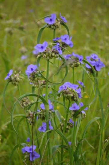 Ohio Spiderwort Tradescantia ohiensis qt