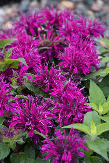 Monarda Balmy Purple Bee Balm 1 gal