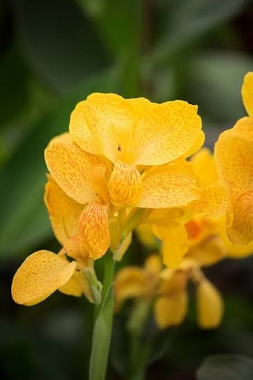Canna Lily Happy Emily